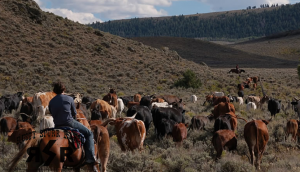 Colorado Horseback