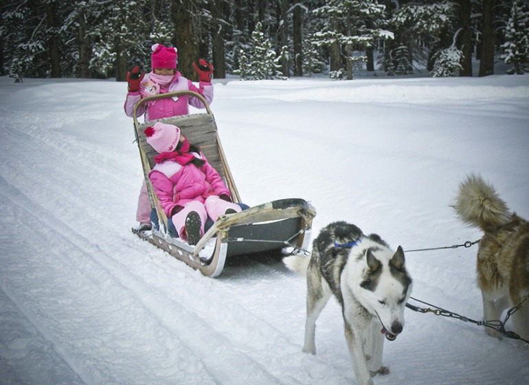dogsled, family activities