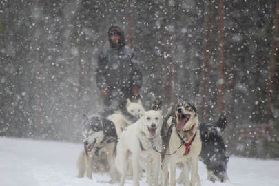 Dog Sledding in Aspen / Snowmass